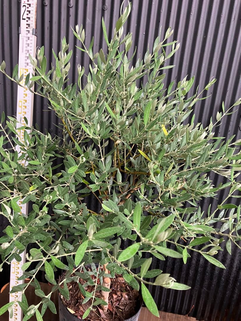 オリーブの木　ピクアル