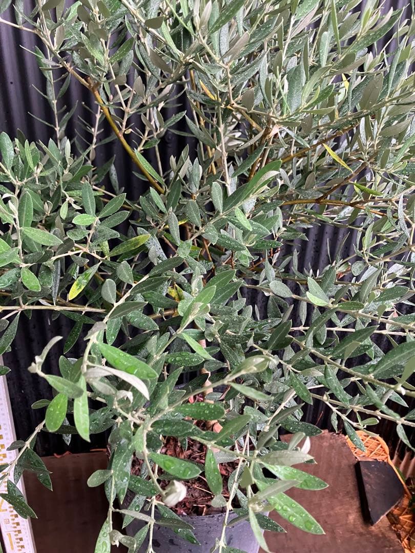 オリーブの木　ピクアル