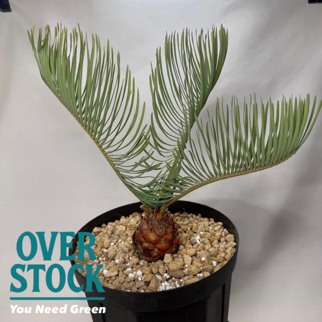 ブルーソテツ　サイカス　カイルンシアナ　① メルカリ便