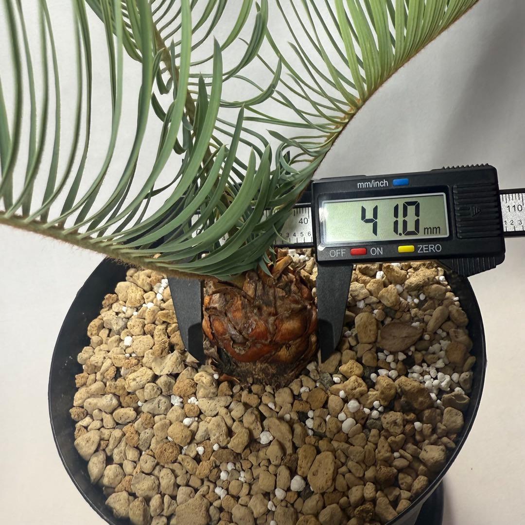 ブルーソテツ　サイカス　カイルンシアナ　① メルカリ便