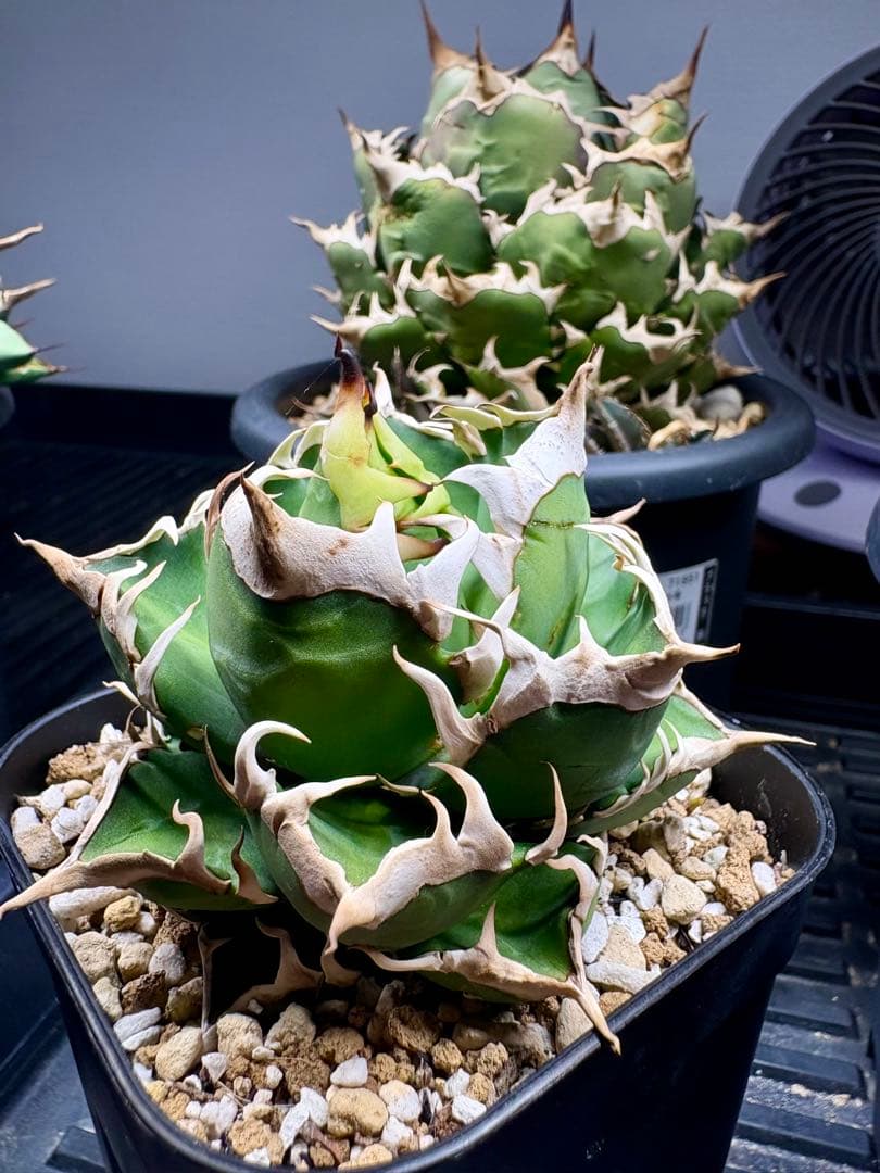 アガベ・チタノタ・赤猫（レッドキャット ウィーズル）