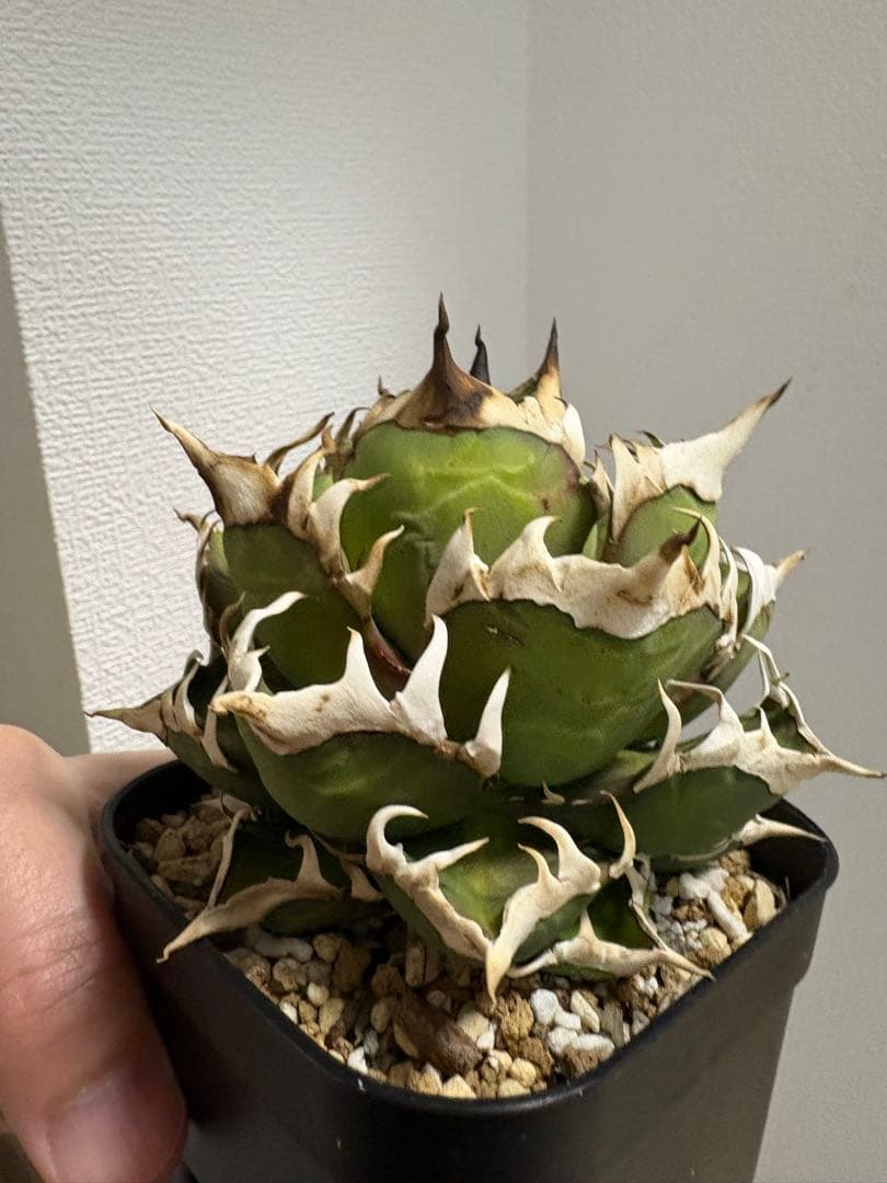 アガベ・チタノタ・赤猫（レッドキャット ウィーズル）