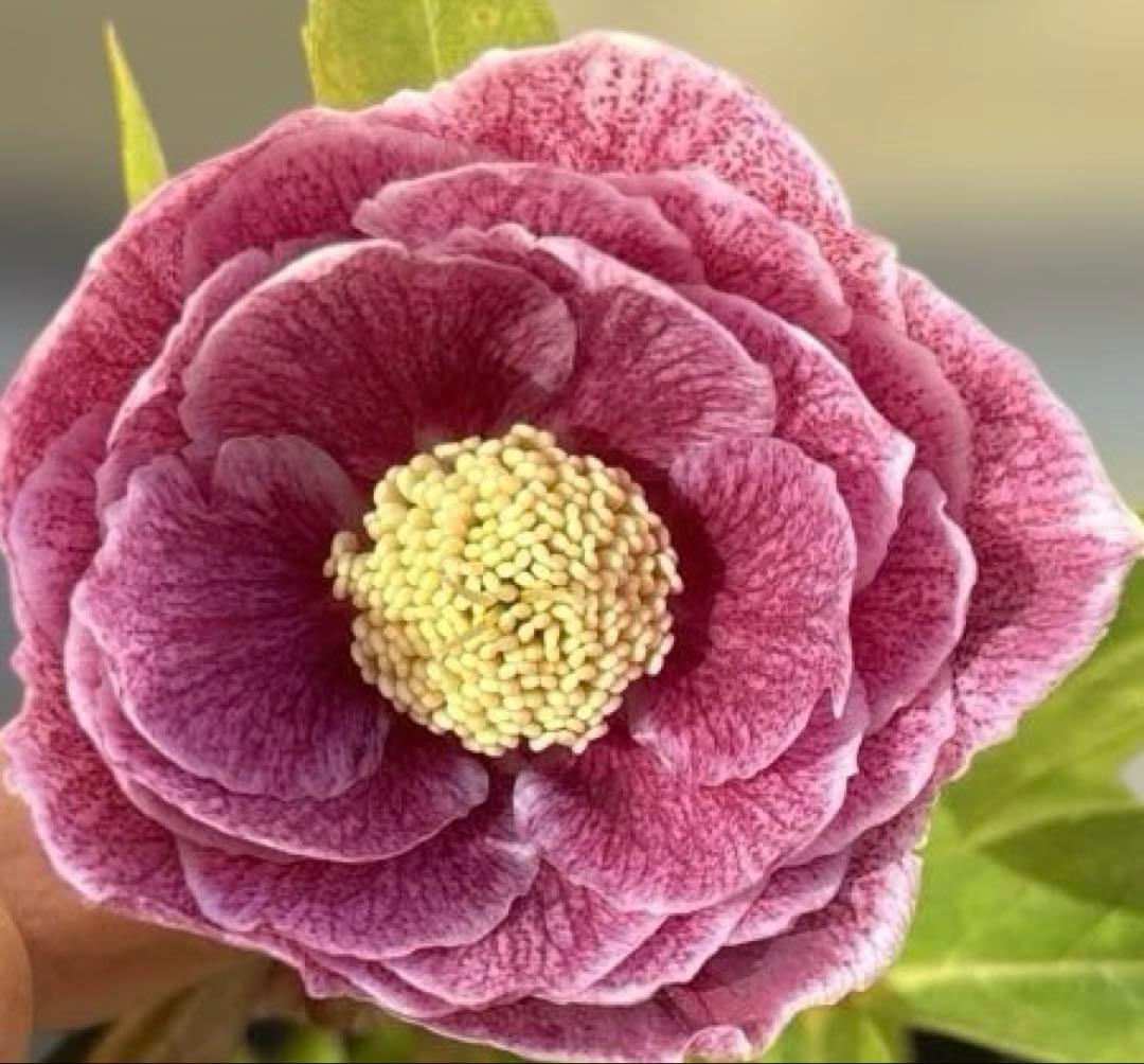 広瀬園芸　クリスマスローズ　ストロベリーオーレア　白抜け　開花株　匿名発送