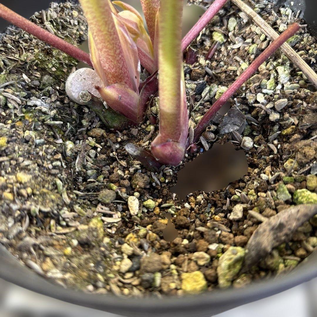 広瀬園芸　クリスマスローズ　ストロベリーオーレア　白抜け　開花株　匿名発送