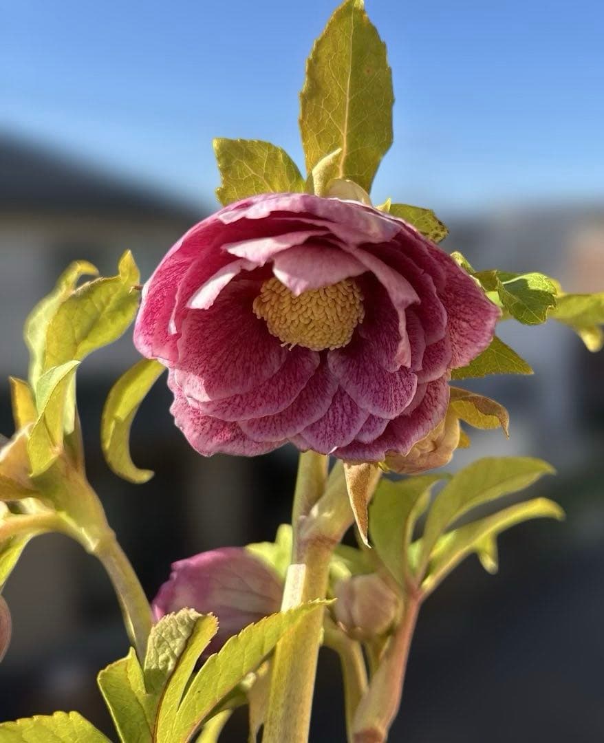 広瀬園芸　クリスマスローズ　ストロベリーオーレア　白抜け　開花株　匿名発送
