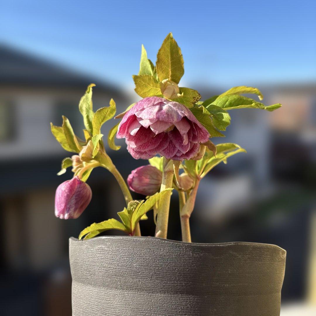 広瀬園芸　クリスマスローズ　ストロベリーオーレア　白抜け　開花株　匿名発送