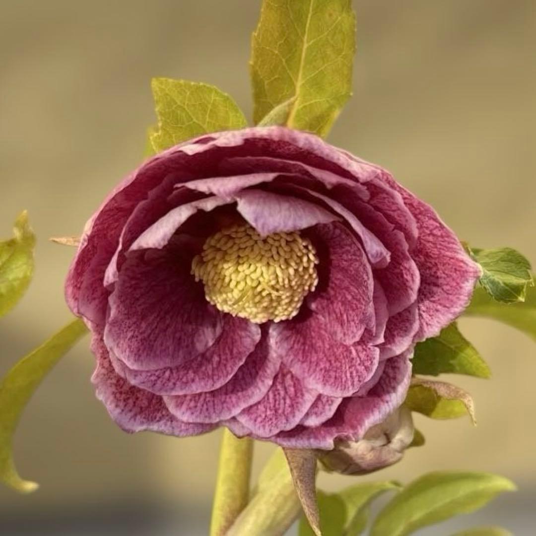 広瀬園芸　クリスマスローズ　ストロベリーオーレア　白抜け　開花株　匿名発送