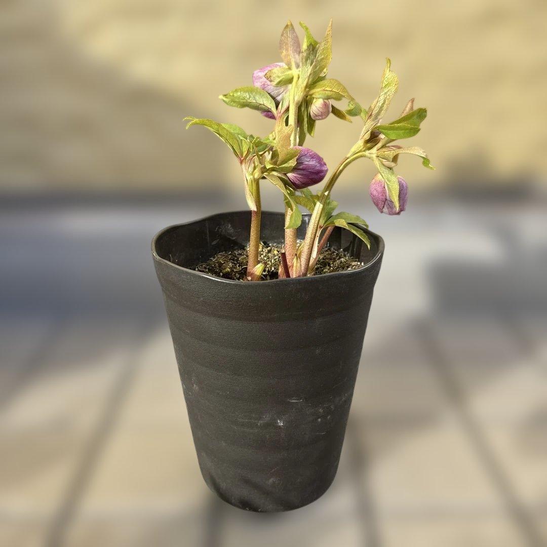 広瀬園芸　クリスマスローズ　ストロベリーオーレア　白抜け　開花株　匿名発送