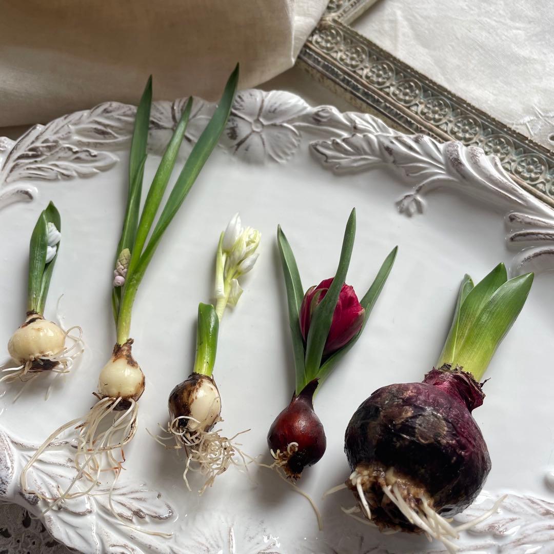 水耕栽培芽出し球根ピンクホワイト系５種セット