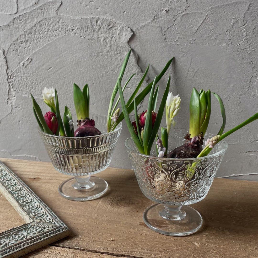 水耕栽培芽出し球根ピンクホワイト系５種セット