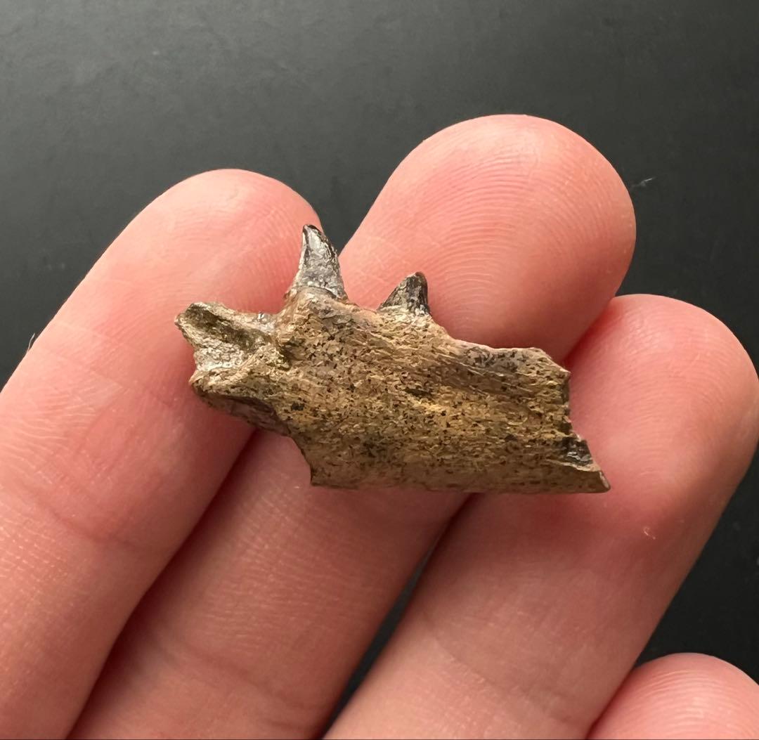 大型トカゲPalaeosaniwaの下顎　爬虫類　化石　白亜紀　アメリカ