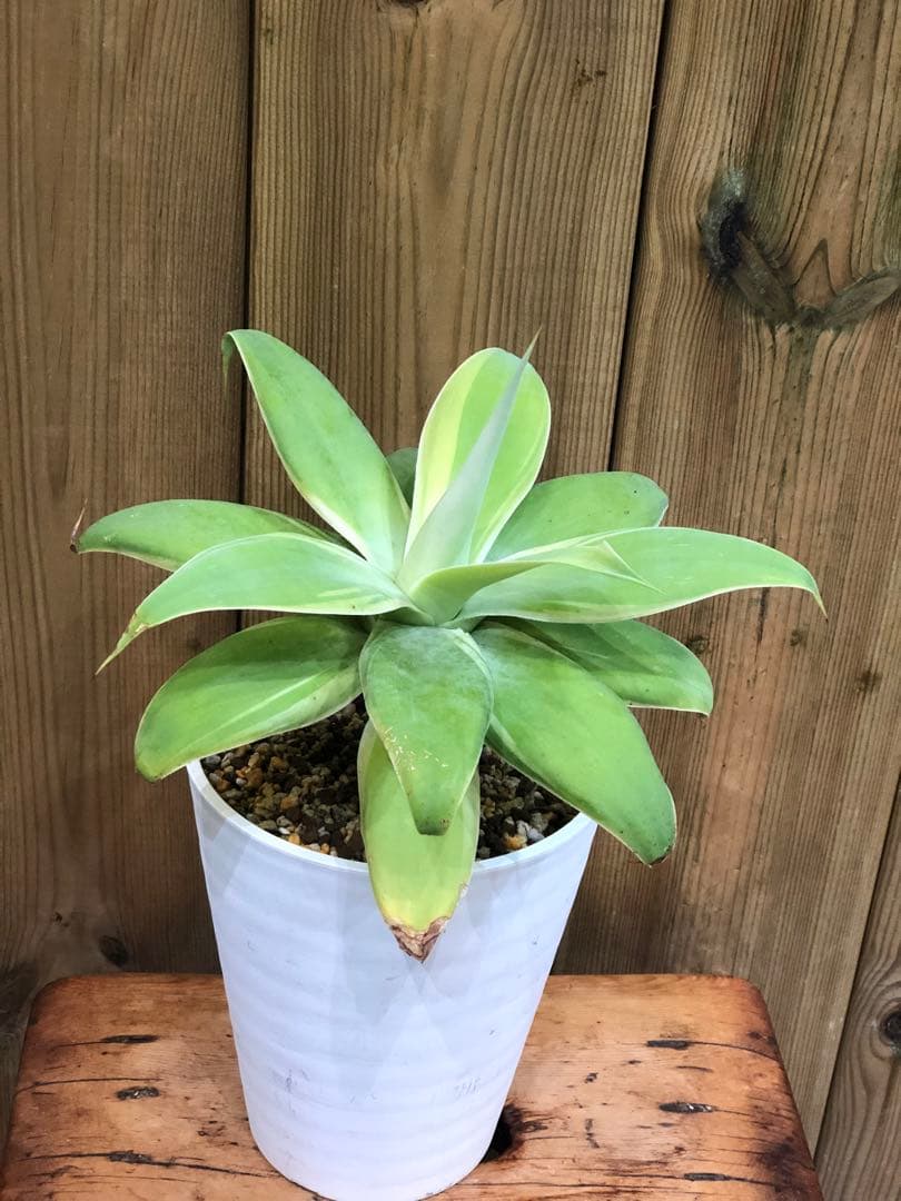 アガベ・アテナータ・レイオブライト