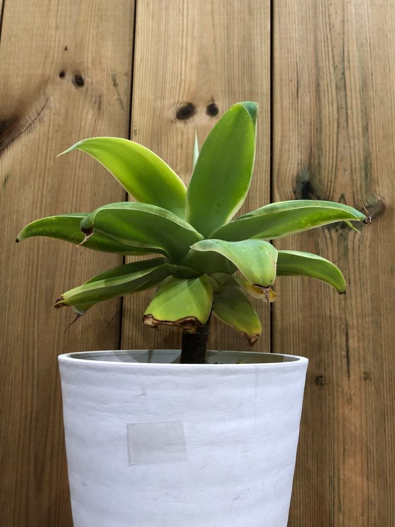 アガベ・アテナータ・レイオブライト