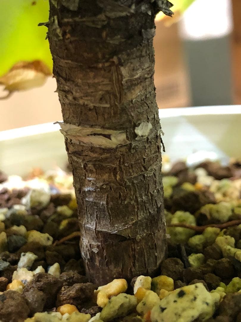 アガベ・アテナータ・レイオブライト