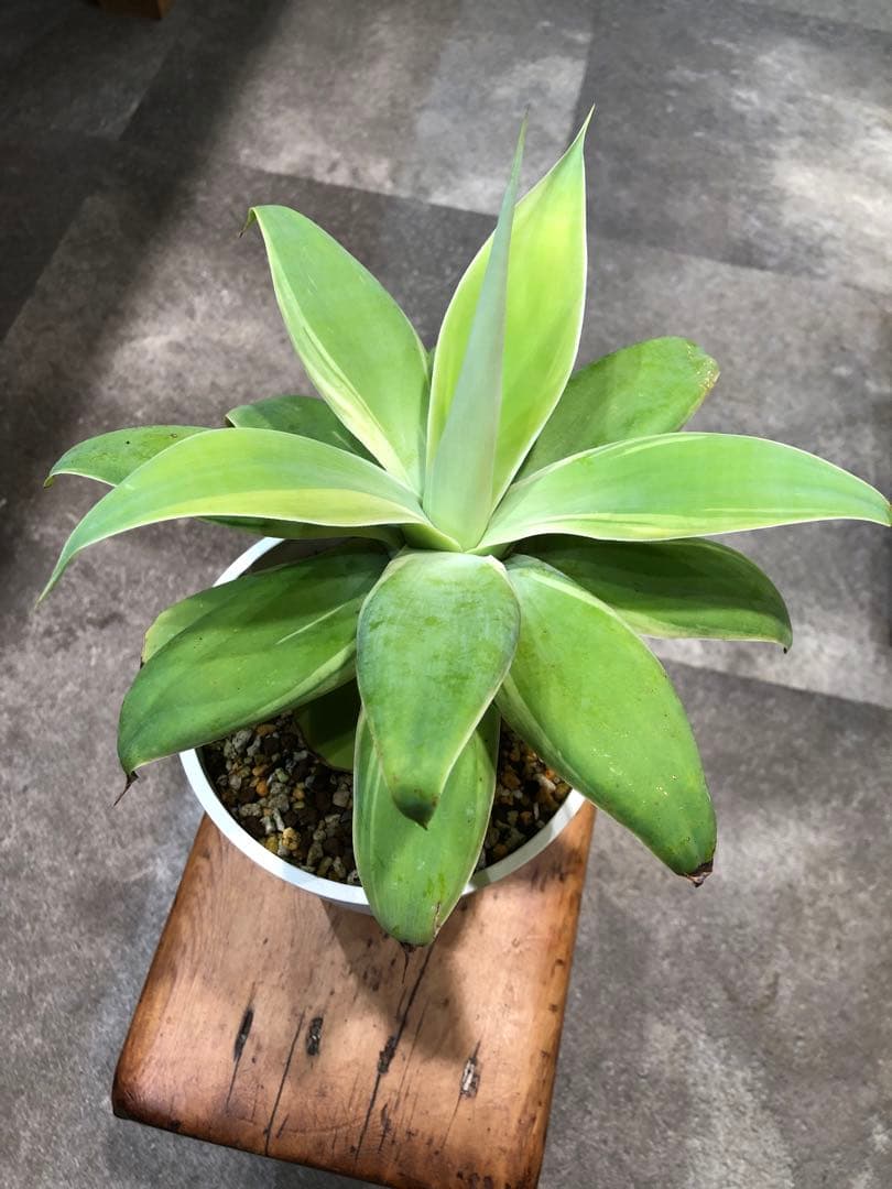 アガベ・アテナータ・レイオブライト