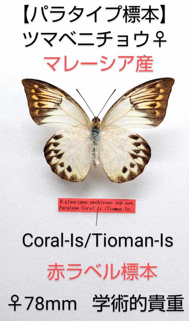 【パラタイプ標本】ツマベニチョウ♀★マレーシア産★離島・日本人採集記憶標本