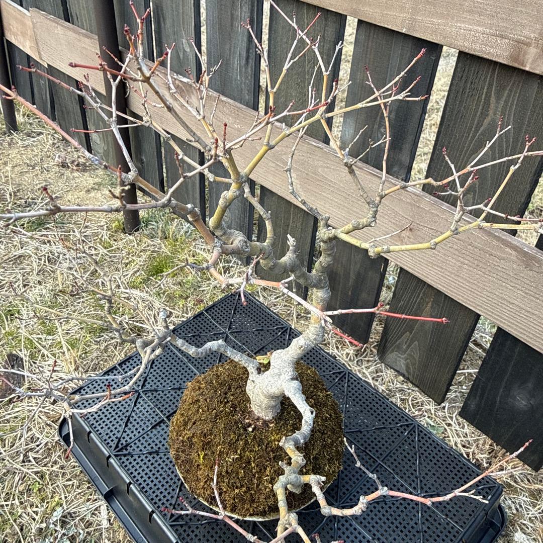 山もみじ　盆栽