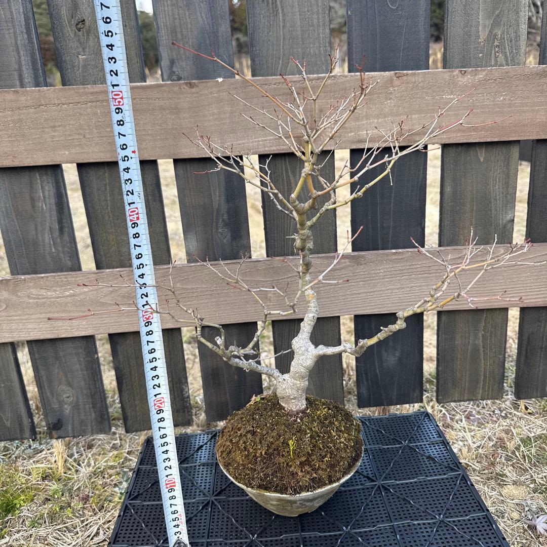 山もみじ　盆栽