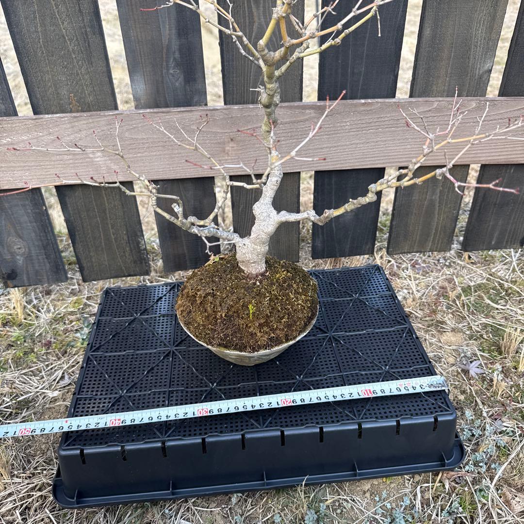 山もみじ　盆栽