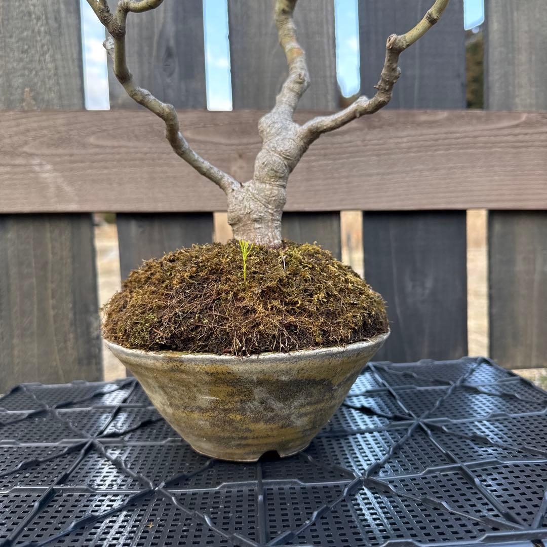 山もみじ　盆栽