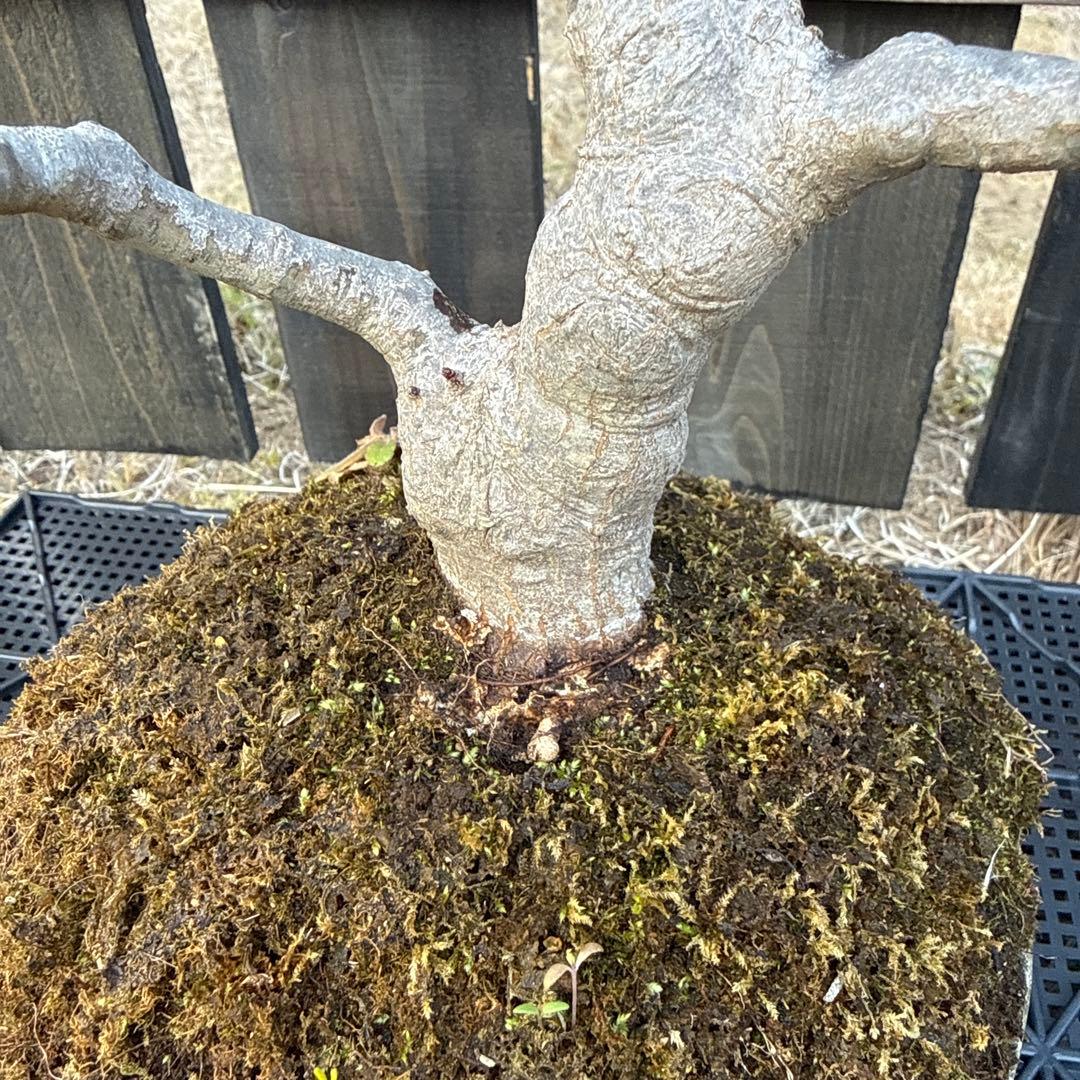 山もみじ　盆栽