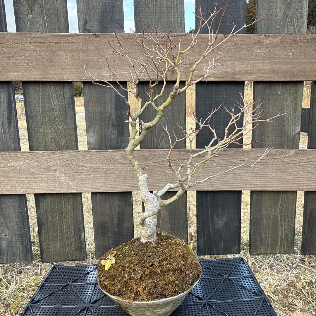 山もみじ　盆栽