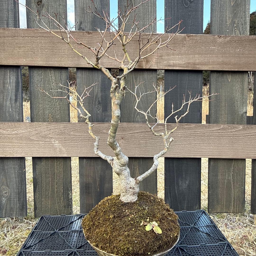 山もみじ　盆栽