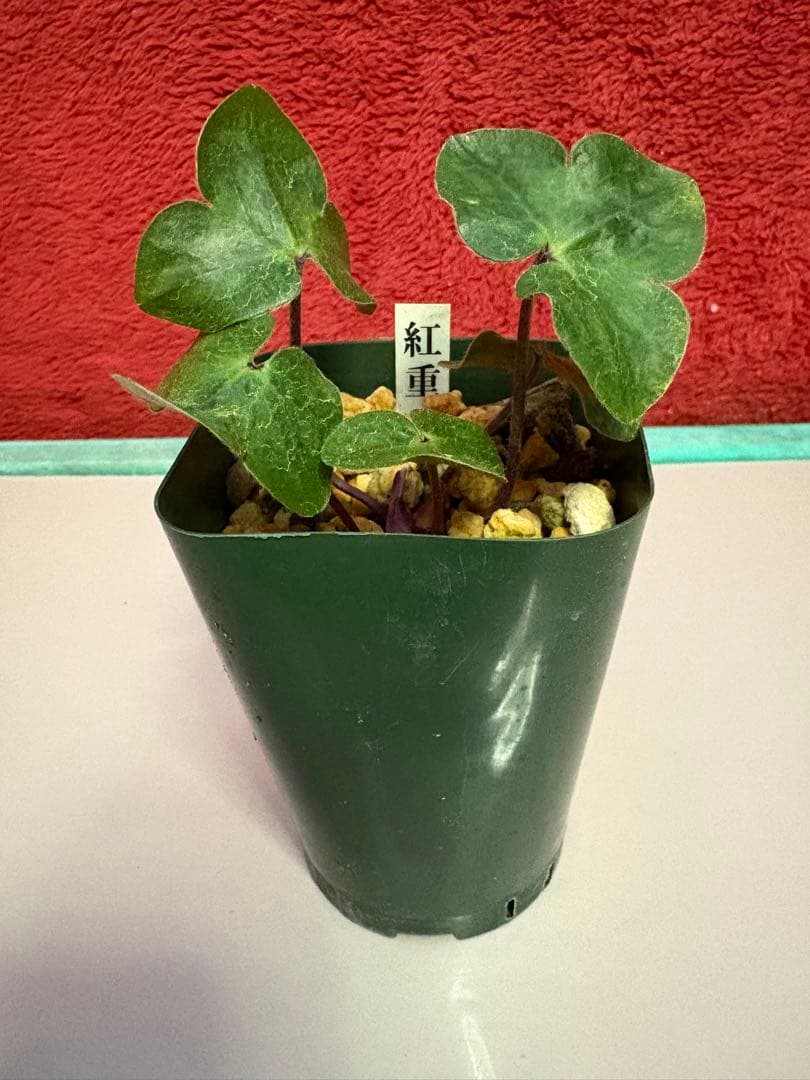 鴉*羽様 「紅重」（ベニガサネ）　オリジナル千重咲き