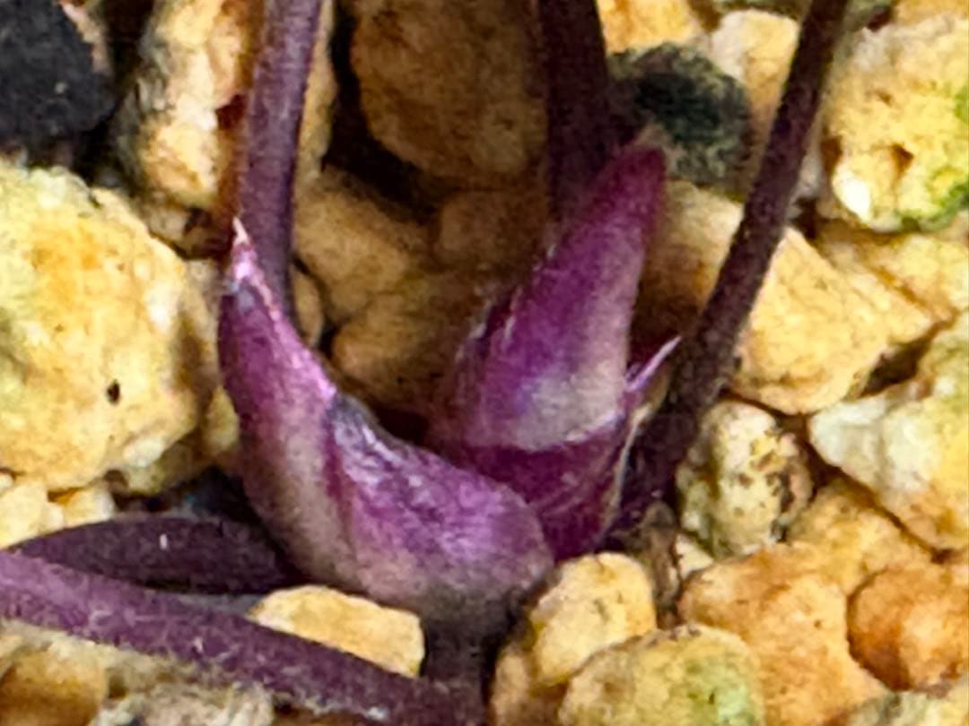 鴉*羽様 「紅重」（ベニガサネ）　オリジナル千重咲き