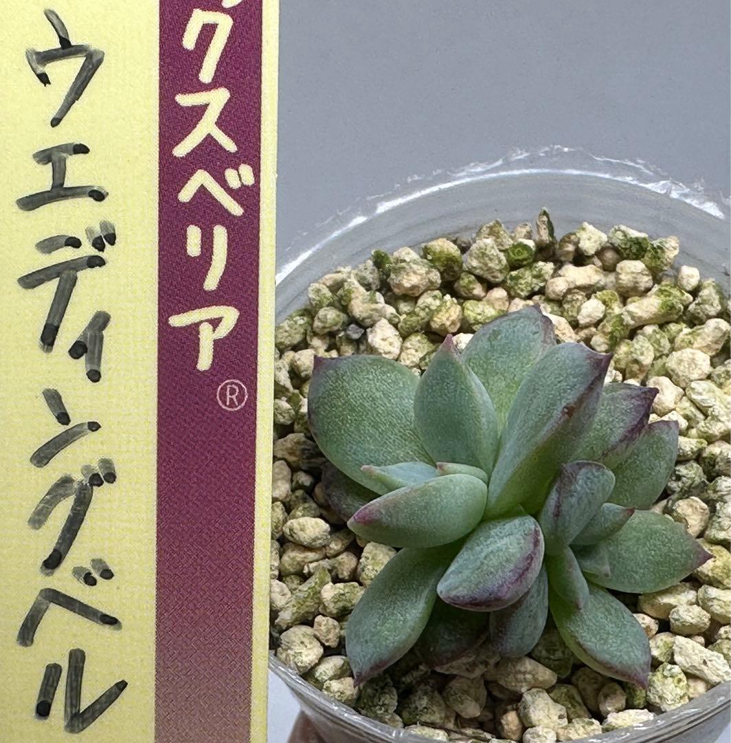 ❤️確認用❤️★F ミックスベリア❤️ウエディングベル❤️抜き苗♪✨メルカリ便✨札なし