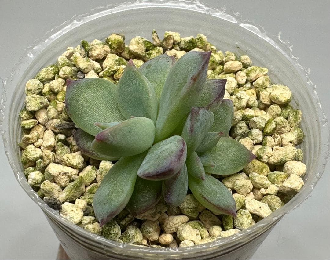 ❤️確認用❤️★F ミックスベリア❤️ウエディングベル❤️抜き苗♪✨メルカリ便✨札なし