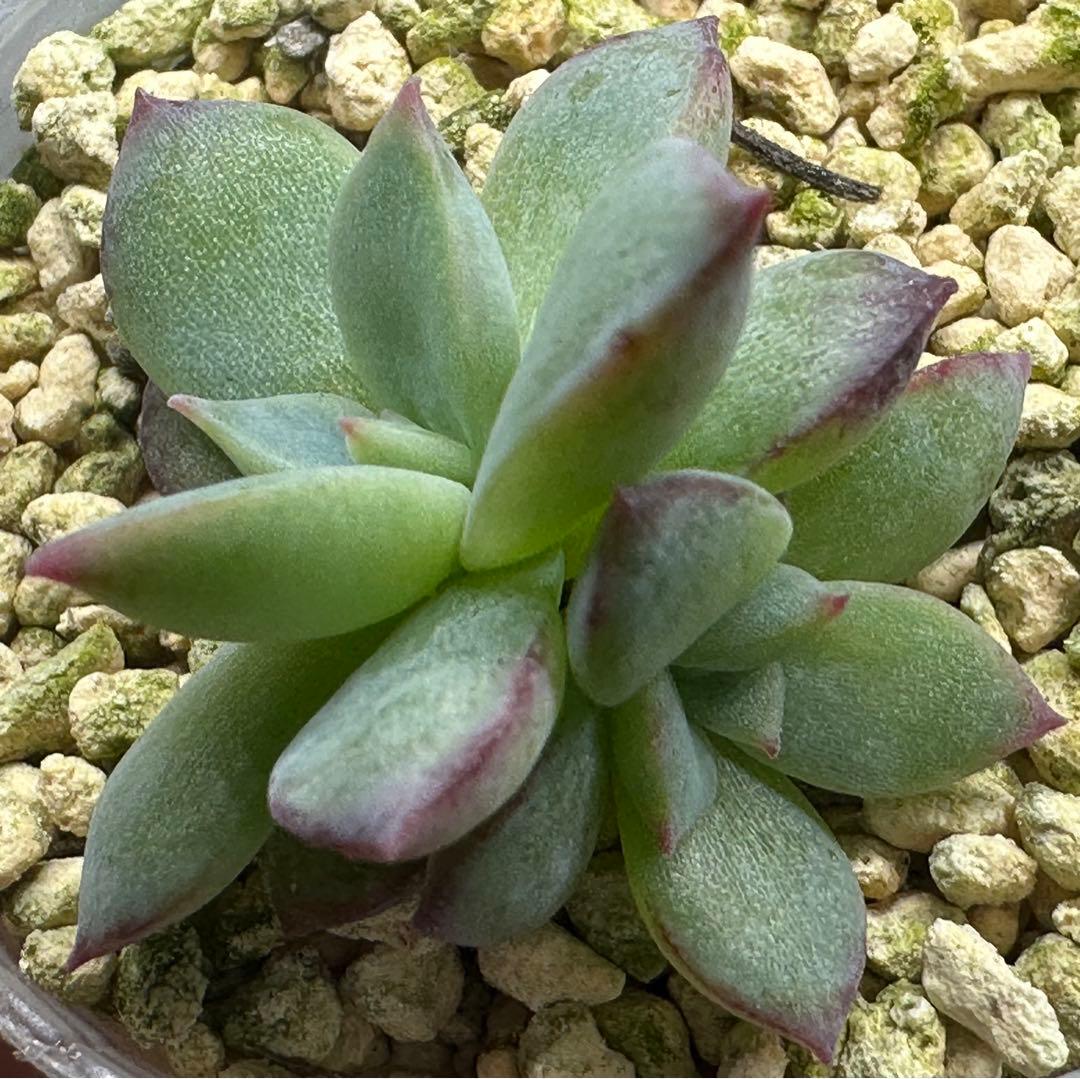 ❤️確認用❤️★F ミックスベリア❤️ウエディングベル❤️抜き苗♪✨メルカリ便✨札なし