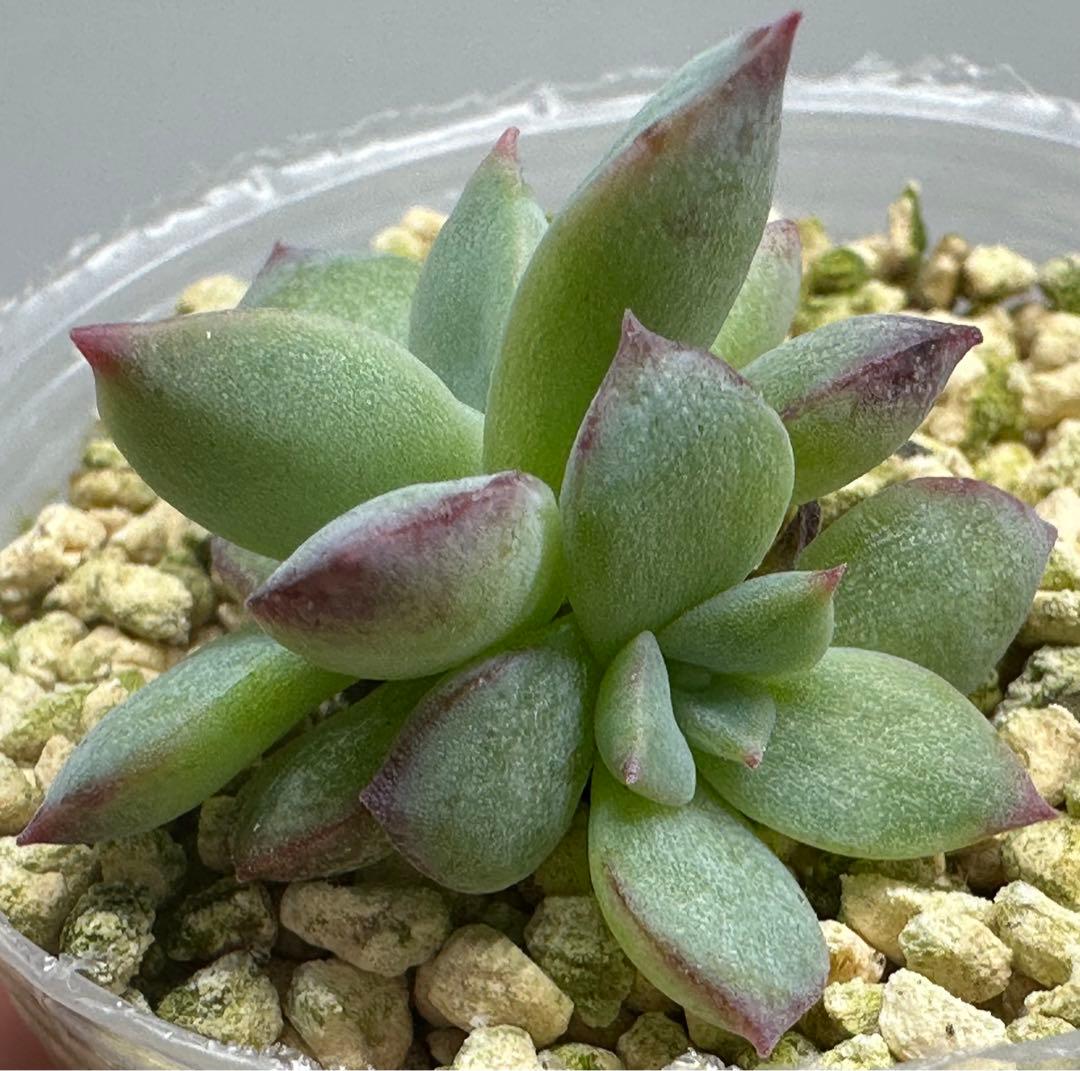 ❤️確認用❤️★F ミックスベリア❤️ウエディングベル❤️抜き苗♪✨メルカリ便✨札なし