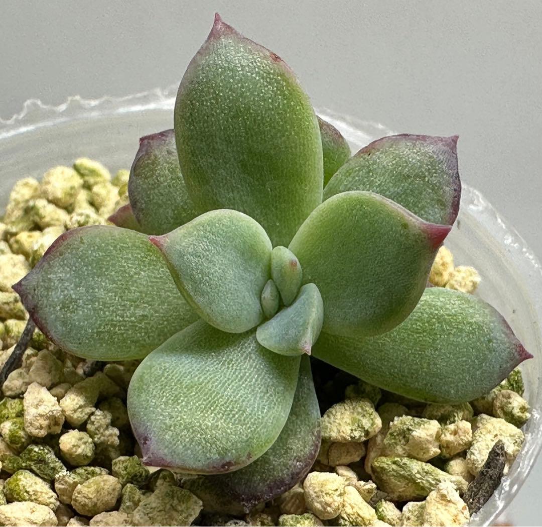 ❤️確認用❤️★F ミックスベリア❤️ウエディングベル❤️抜き苗♪✨メルカリ便✨札なし