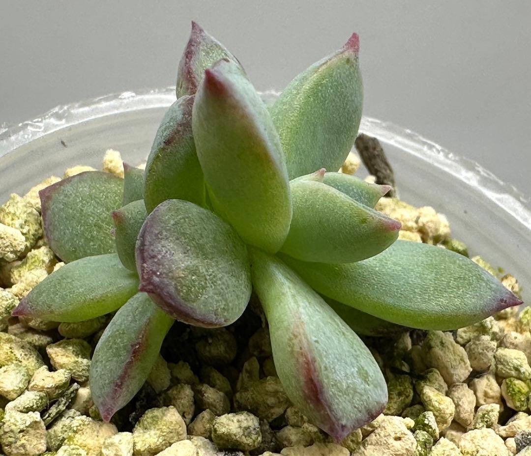 ❤️確認用❤️★F ミックスベリア❤️ウエディングベル❤️抜き苗♪✨メルカリ便✨札なし