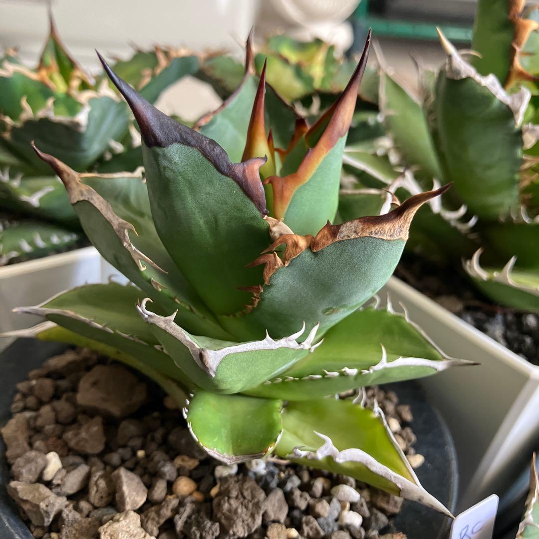 アガベ引退コレクション 複数株