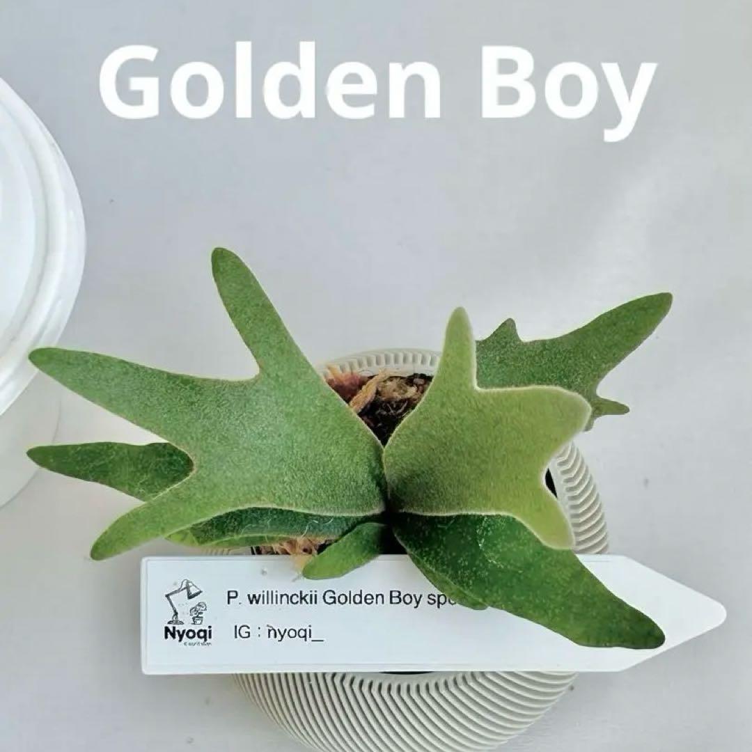 【メルカリ便】P. wilinckii Golden Boy spore【46】