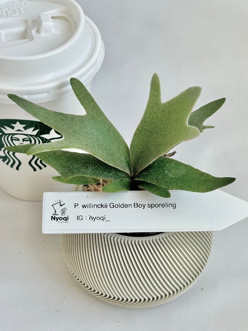 【メルカリ便】P. wilinckii Golden Boy spore【46】