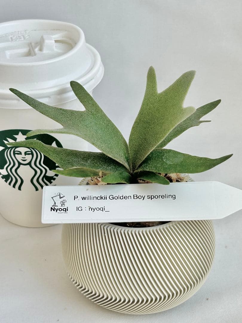 【メルカリ便】P. wilinckii Golden Boy spore【46】