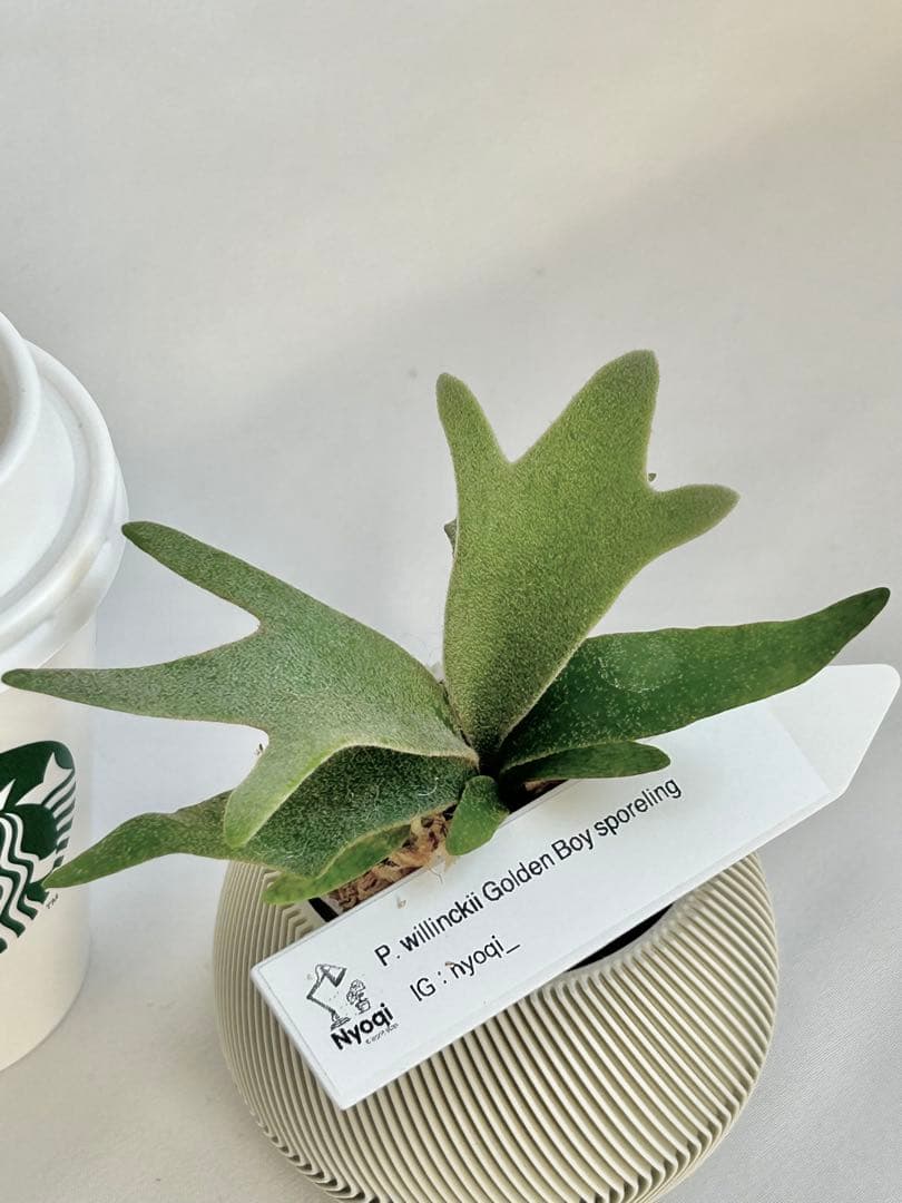 【メルカリ便】P. wilinckii Golden Boy spore【46】