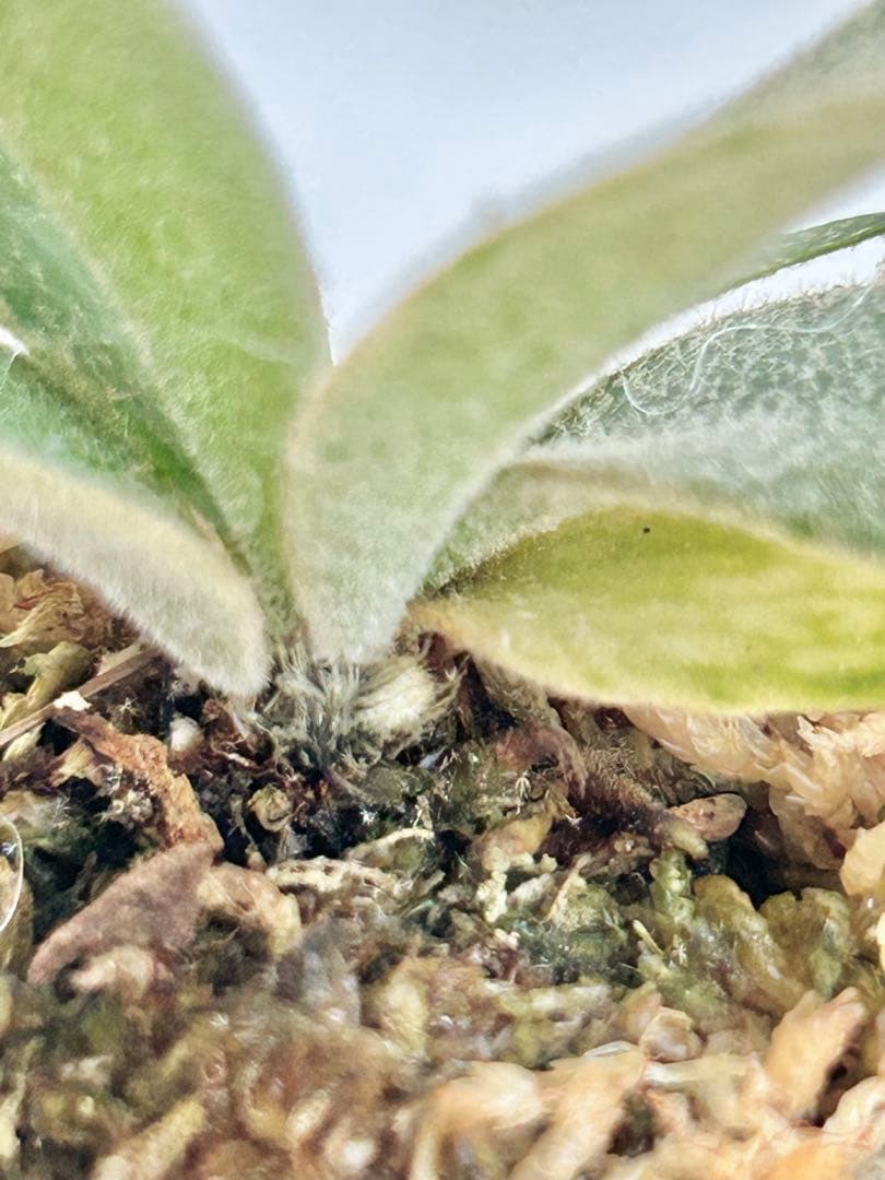 【メルカリ便】P. wilinckii Golden Boy spore【46】