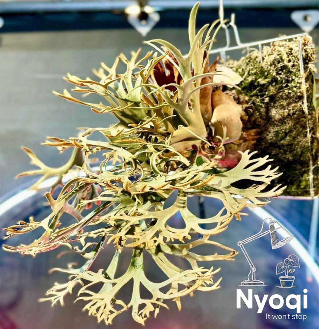 【メルカリ便】P. wilinckii Golden Boy spore【46】