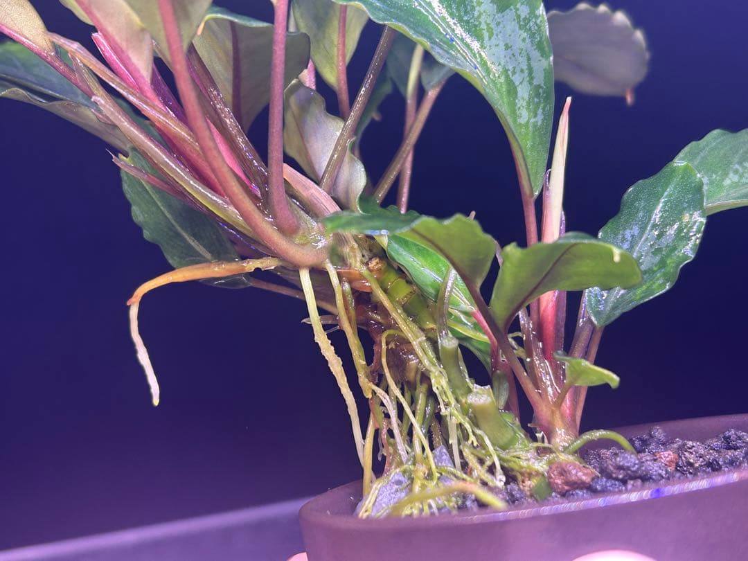 たお品Bucephalandra sp.Pearl gray【TB】