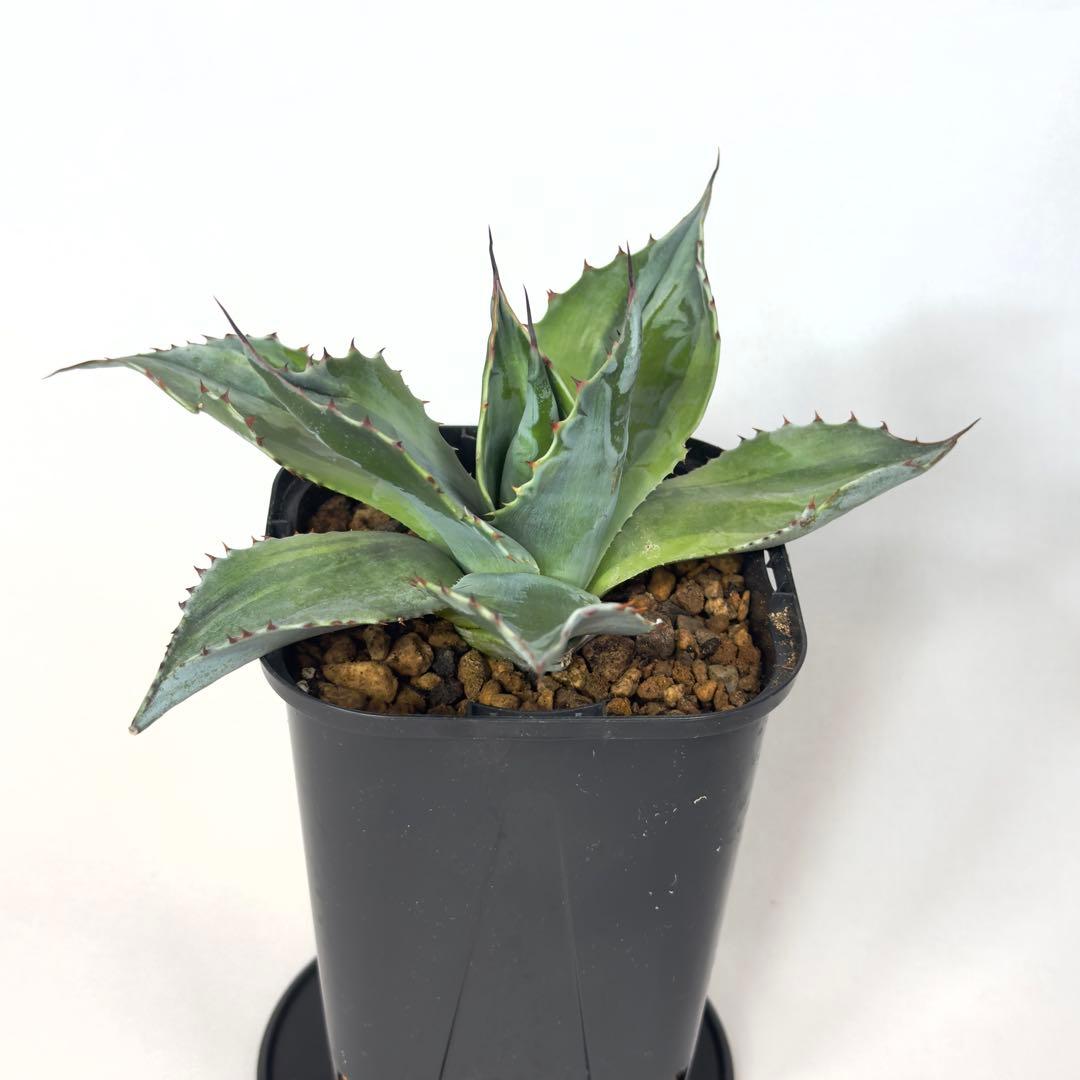 激レア　アガベ　オバティフォリア　オランカ　斑入り　発根済み　鉢ごと