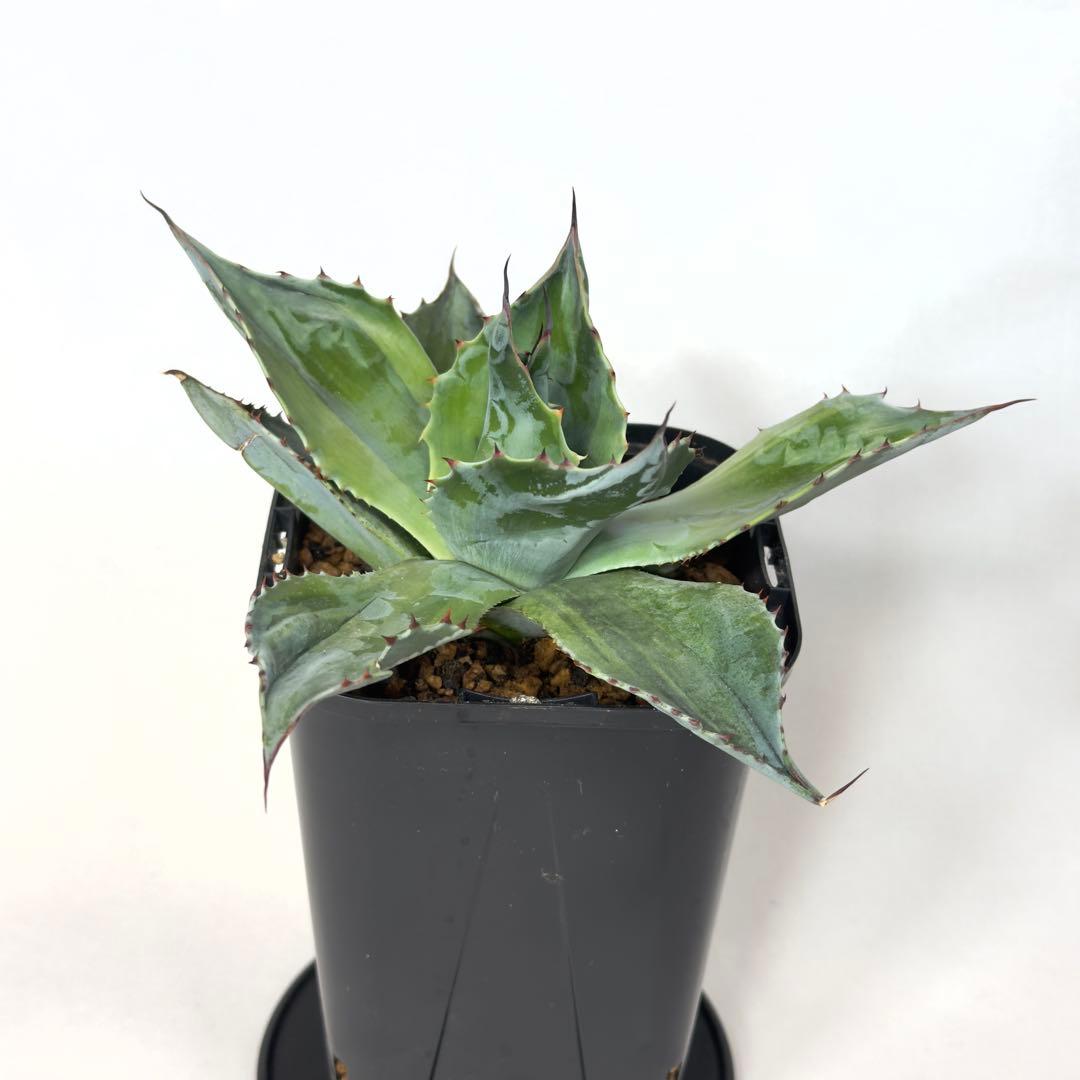 激レア　アガベ　オバティフォリア　オランカ　斑入り　発根済み　鉢ごと