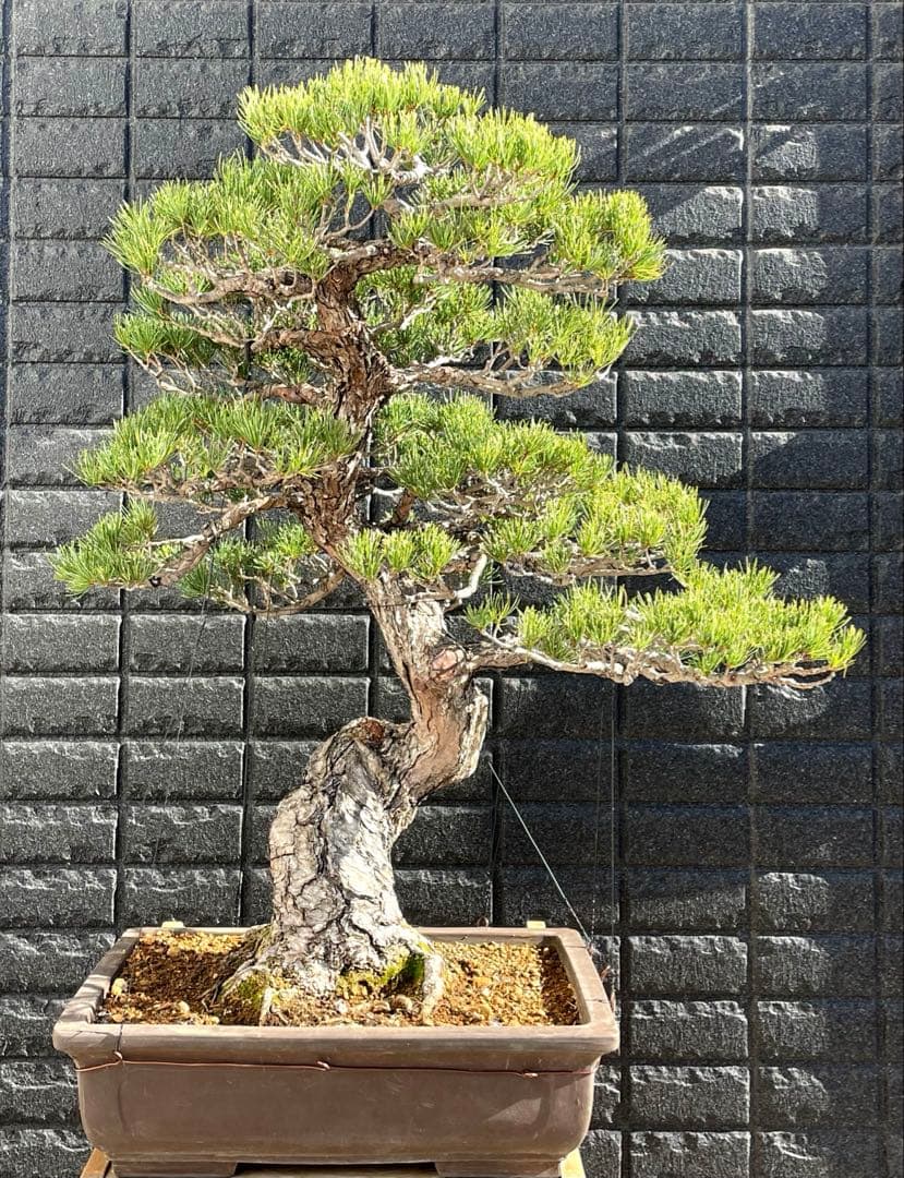 a*a様 五葉松　葉性が抜群に良いです！