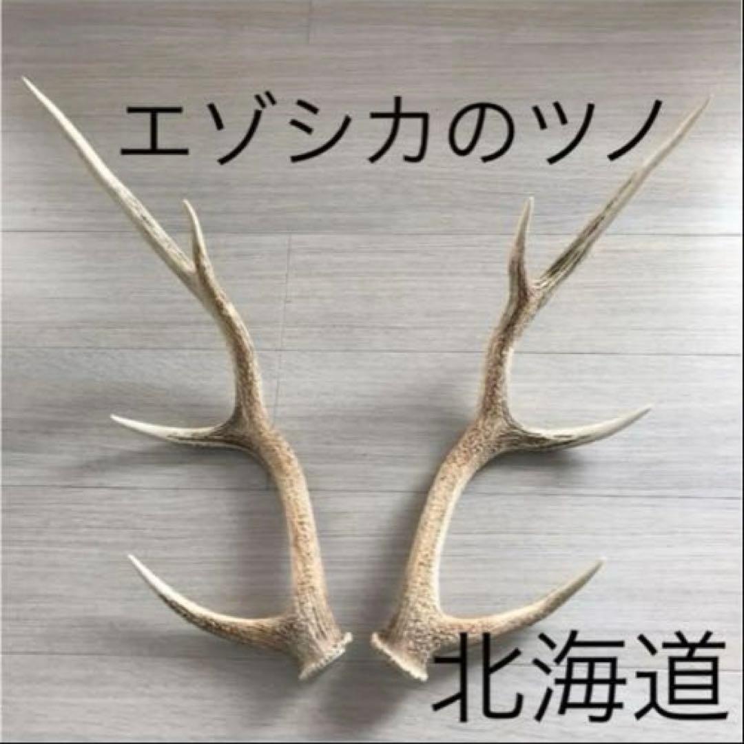 北海道 エゾシカ 鹿の角 ２本（一対）No.3