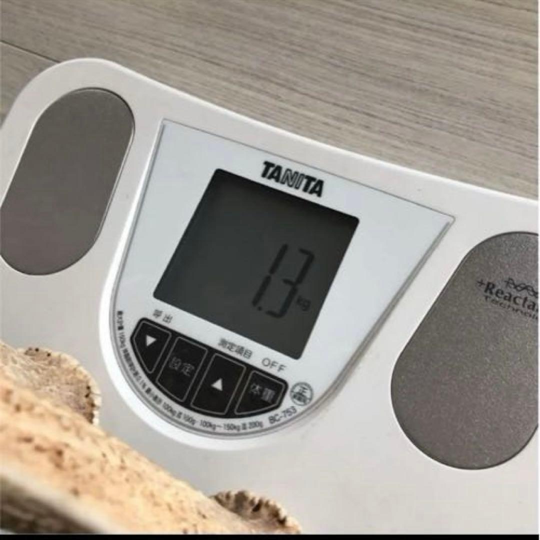 北海道 エゾシカ 鹿の角 ２本（一対）No.3