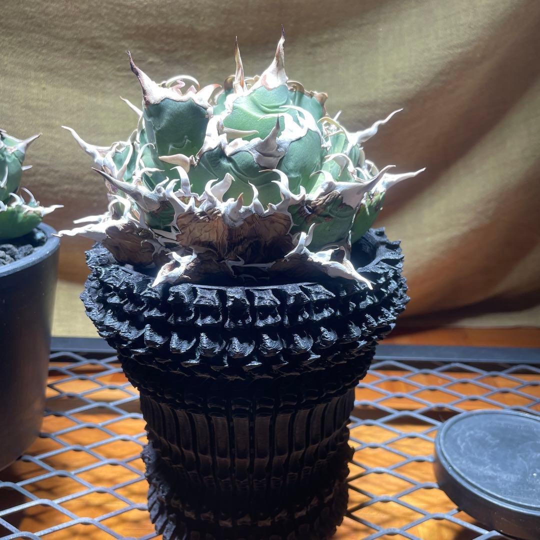 アガベ 白鯨　レッドキャット　悪魔くん　シーザー