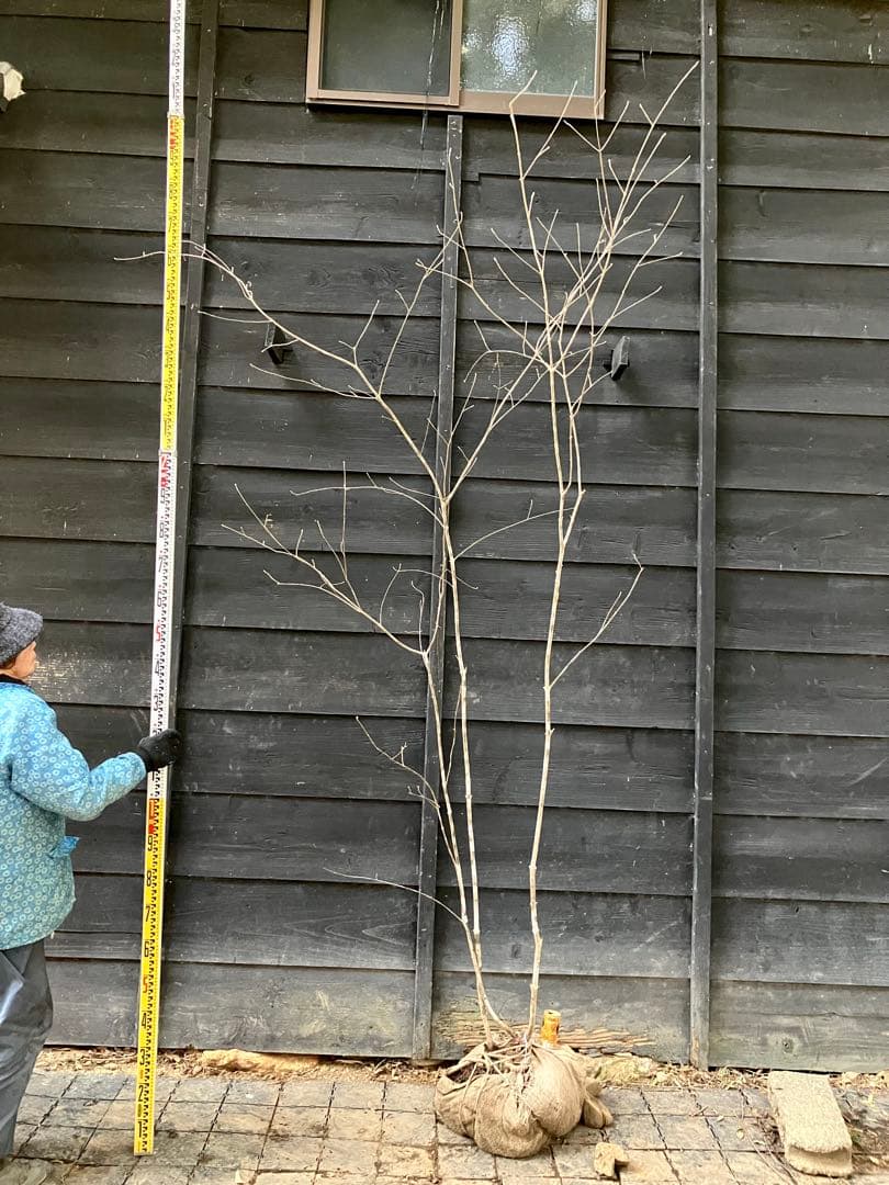 9 山採り　アオダモ